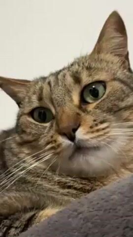 The video shows a close-up of a tabby cat with green eyes. The cat is lying down on a gray, plush surface. The background is a plain white wall. The camera zooms in slightly on the cat's face. The cat's expression is alert and somewhat curious.