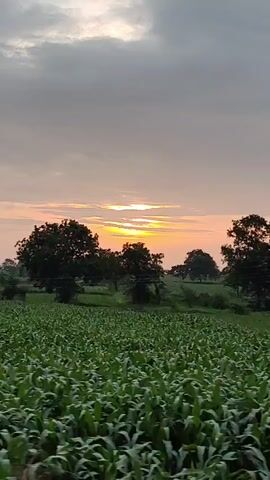 The video shows a view of a field of green crops, likely corn, with trees in the background. The sky is cloudy with the sun setting behind a cluster of trees, casting an orange glow. The camera appears to be moving, possibly from a vehicle, as the landscape shifts. There are no people or animals visible in the video. The overall impression is of a rural landscape at dusk.