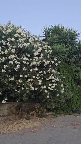 A video shows a large white oleander bush in bloom. The bush is lush and full of white flowers, with dark green leaves. To the right of the oleander, there is a yucca plant with spiky leaves. Behind the bush and to the right is a wall covered in ivy. In the foreground, there is a paved area with some scattered leaves and debris. A brick structure is visible at the base of the oleander bush. A utility pole with wires is visible to the left of the bush. The sky is a pale blue, suggesting it is either early morning or late evening.