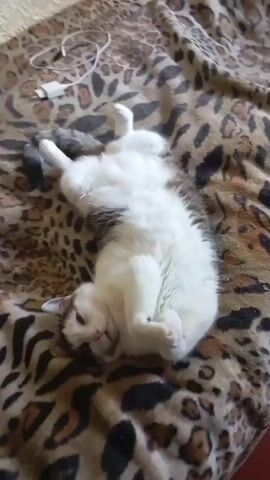 A white and brown cat is lying on its back on a leopard-print blanket. Its eyes are closed and it appears to be sleeping. Its paws are tucked in towards its chest.