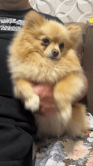 Small fluffy dog held by person in Stara Zagora