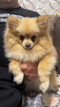 Small fluffy dog held by person in Stara Zagora