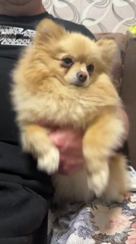 Small fluffy dog held by person in Stara Zagora