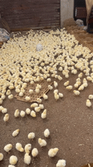 Hundreds of baby chicks gathered in Safi, Morocco facility
