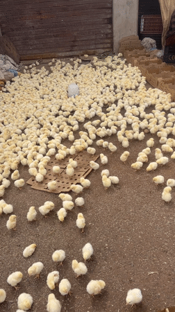 Hundreds of baby chicks gathered in Safi, Morocco facility
