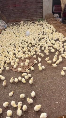 Hundreds of baby chicks gathered in Safi, Morocco facility