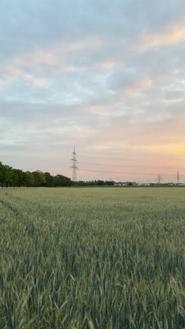 The video shows a wide shot of a field of green crops under a cloudy sky during sunset. The sky transitions from a soft blue at the top to orange and pink hues near the horizon, indicating the sun is setting. There are several tall power line towers visible in the distance across the field, along with some buildings and trees. The crops in the foreground are dense and appear to be wheat or a similar grain. The camera is static, capturing the serene landscape as the light changes.