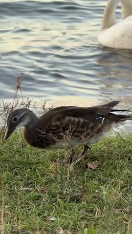 A pair of mallard ducks are at the edge of a body of water, near some tall grass. One duck is in the foreground, facing forward, with its head down to eat. Another duck is in the background, also facing forward, with its head down to eat. A swan is also visible in the background, swimming in the water. The water is choppy, with waves lapping at the shore. The lighting suggests it is either early morning or late afternoon.