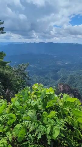The video captures a panoramic view of a lush green mountain range under a cloudy sky. In the foreground, vibrant green foliage, including ferns and broad leaves, partially obstructs the view. The midground reveals numerous towering sandstone pillars, characteristic of the Zhangjiajie National Forest Park in China, covered in dense vegetation. In the background, rolling hills and mountains recede into a hazy blue distance, with a hint of human settlement visible in the valleys. The camera slowly pans from left to right, showcasing the vastness and dramatic landscape. The lighting suggests it is daytime, with sunlight intermittently breaking through the clouds. There are no people or specific objects of interest other than the natural scenery.