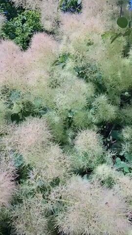 The video shows a close-up view of a smoke bush plant. The plant has large, fluffy, pinkish-white plumes that resemble smoke. Green leaves are visible in the background, interspersed with the plumes. The camera slowly pans across the plant, highlighting the texture and delicate nature of the plumes. The lighting is natural, suggesting an outdoor environment. There are no people or other objects visible in the frame. The overall impression is one of natural beauty and the soft, ethereal quality of the smoke bush flowers.