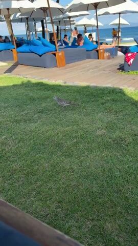 The video shows a dove on a patch of grass. In the background, there are sun loungers under white umbrellas near a beach. People can be seen relaxing on the loungers. The dove pecks at the ground, presumably looking for food.