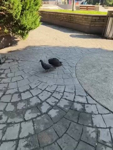 Two pigeons are on a patterned paved walkway. One pigeon is facing left, and the other is facing right. The pigeon on the left is smaller and appears to be walking. The pigeon on the right is larger and appears to be standing. There is a green bush on the left side of the frame, and a brick wall in the background. The ground is wet in some areas.