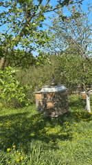 Spring garden preparation documented in rural Russia