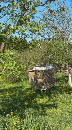 Spring garden preparation documented in rural Russia