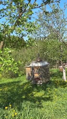 Spring garden preparation documented in rural Russia