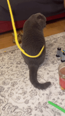 Gray Scottish Fold cat plays with yellow string indoors