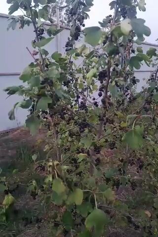 The video shows a close-up, handheld shot of a black currant bush laden with ripe fruit. The camera pans slowly, focusing on the clusters of dark berries hanging from the branches. The leaves are a deep green, and some are beginning to show signs of autumn. In the background, a pale gray fence is visible, along with some dry grass and soil. The lighting suggests it is either early morning or late afternoon. There are no people or animals in the frame. The overall impression is one of abundance and natural growth.