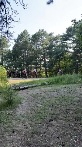 A group of people are riding horses in a wooded area. The path they are on is dirt and surrounded by grass and trees. The people appear to be on a guided tour or trail ride. The sun is shining, and the sky is visible through the trees. The horses are of various colors and sizes. The riders are dressed in casual clothing. The trees are tall and green. There is a fallen log in the foreground.