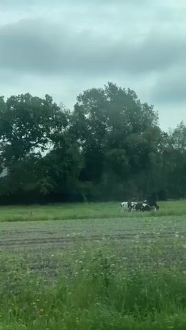The video shows a view of a field with young plants, likely corn, in rows under an overcast sky. Behind the field is a line of trees. Several black and white cows are grazing in the grass along the edge of the field. The camera is moving, as if from a passing vehicle. A road marker or signpost is visible in the foreground briefly.