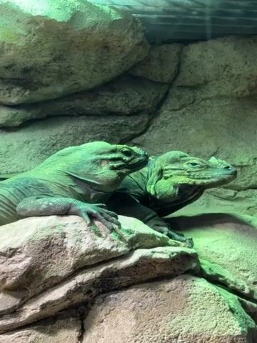 Two green lizards are perched on a rock in an enclosure. The camera slowly zooms in on the lizards. They appear calm and still. The background consists of rough, rocky surfaces, suggesting a naturalistic habitat. The scene is illuminated with a soft green light.