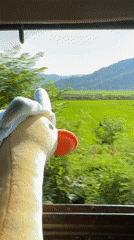 Plush duck gazes out over Vietnamese rice fields