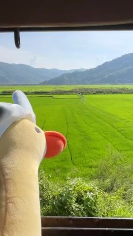 A stuffed duck toy with a blue and white feathered hat and an orange beak is held up to a window. The duck is looking out at a landscape of green rice fields and rolling hills under a bright blue sky. The view is framed by the dark interior of what appears to be a vehicle. As the video progresses, the view outside the window changes, showing trees and then a blur of green, indicating movement.