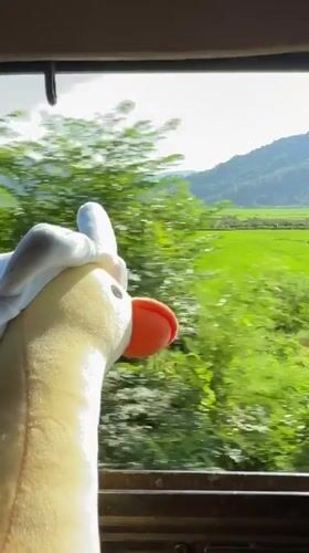 Plush duck gazes out over Vietnamese rice fields