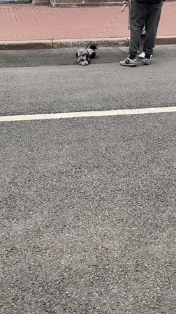 Spring morning life documented around Saint Petersburg's Smolny Cathedral