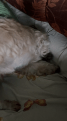 Dog rests on bed, Coca-Cola can photographed nearby