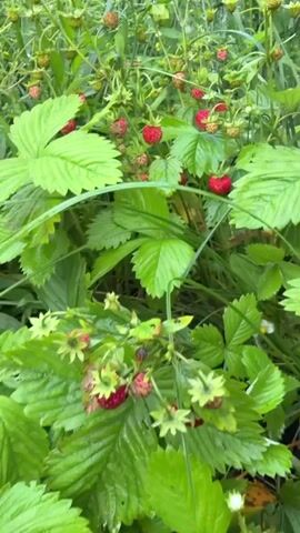 The media file shows a close-up view of wild strawberry plants growing in a garden. The plants are lush and green, with numerous bright red strawberries in various stages of ripeness, interspersed with unripe green berries. The leaves are large and serrated, typical of strawberry plants, and some appear to be wet, suggesting recent rain or dew. The setting appears to be outdoors, in a natural or cultivated garden environment. The overall impression is one of natural abundance and a peaceful, rural atmosphere. The focus is on the strawberries and their foliage, highlighting the vibrant colors and textures of the plants. There are no people or animals visible in the footage. The time of day and specific weather conditions are not explicitly indicated, but the lighting suggests it could be daylight. The location context provided is "Ветеран Снт, Russia," which places the scene in a dacha cooperative settlement in Russia.
