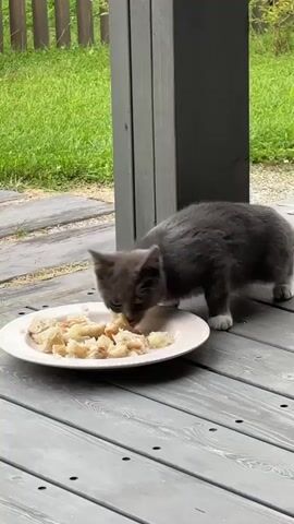 A grey and white kitten is eating from a white plate on a wooden deck. The plate contains pieces of food that appear to be bread. The kitten is focused on eating. The background shows green grass and part of a building with vertical siding.