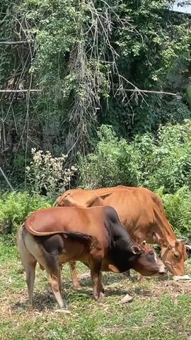 The video shows two cows grazing in a grassy area. The cow in the foreground is a dark brown color with a black hump on its back and horns. It is standing and facing the camera, then lowers its head to graze. The cow in the background is a lighter brown color and is also grazing. The environment appears to be a natural setting with trees and vegetation in the background. The lighting suggests it is daytime.