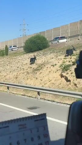 From the interior of a moving vehicle, the video shows a highway with a hillside parallel to the road. Several goat figures, some black and some white, are positioned on the hillside. Above the hillside is a sound barrier wall and the tops of other vehicles traveling on a parallel roadway. In the foreground of the video, a calendar displaying the month of May 2026 is visible inside the vehicle. A truck passes on the highway in the same direction as the vehicle containing the camera. The day is clear and sunny.