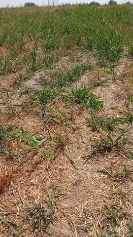 The video shows a first-person perspective of walking on a dry, dirt path with patches of dry grass and straw. The path is somewhat uneven and appears to be in an outdoor, natural setting. Green grass is visible on the sides of the path. The video focuses on the ground directly in front of the person walking.