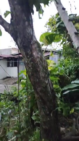 A close-up video shows a tree trunk with moss growing on it. The tree is surrounded by lush green foliage. In the background, a house with a red roof is visible. The sky is overcast.