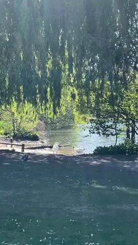 The scene is a tranquil park setting with a pond visible in the background. The sun filters through the leaves of a large willow tree, creating a dappled light effect on the grass. Two swans are on the edge of the water. The camera is static, and the shot is medium-distance, providing a clear view of the scene.  The grass is green, and there are some small white flowers scattered on the ground.