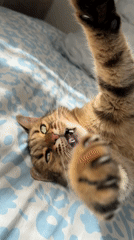 Tabby cat documented relaxing on bed in Netherlands