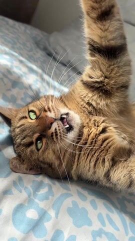 The video shows a brown tabby cat lying on its back on a bed with a light blue and white patterned sheet. The cat has green eyes, and its mouth is open, possibly hissing or yawning. Its paws are raised, as if reaching toward the camera. The lighting is bright, suggesting daylight.