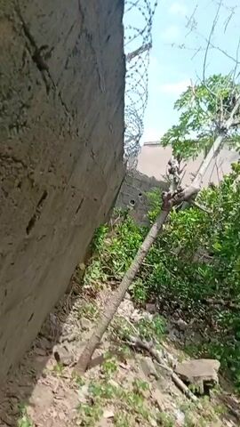 The video pans across a natural outdoor scene. In the foreground, a stark, leafless tree trunk leans to the right, with barbed wire visible above it, attached to a brick structure on the left. Behind this, lush green foliage dominates the frame, with the camera moving to reveal more dense trees and bushes. The sky above is partly cloudy. The overall impression is one of overgrown vegetation.