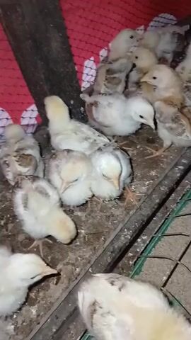 A group of baby chicks are huddled together in a pen. Some are standing, while others are sleeping or resting on the ground. The pen appears to be made of wire mesh and wood, with some straw or bedding on the floor. There is a red fabric with writing on it in the background. A green feeder trough filled with feed is visible in the foreground. The chicks are of various colors, including white, yellow, and brown. The lighting is dim.