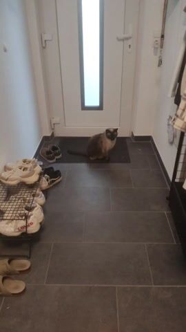 A static shot shows a seal point Siamese cat sitting on a dark-colored mat in an entryway. The cat is positioned in front of a white door with a vertical window. A shoe rack with various pairs of shoes is visible on the left side of the frame. The floor is tiled in a dark grey color. A coat rack with clothes hangs on the right wall. The entryway is brightly lit with natural light filtering through the door's window. The camera zooms in slightly toward the cat during the video.
