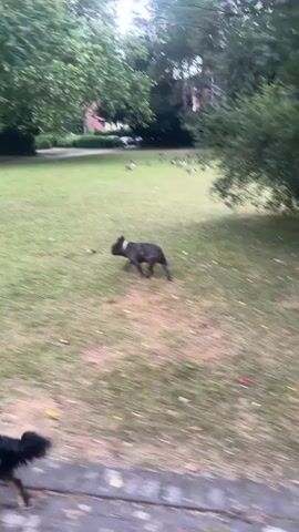 A French bulldog with brindle markings trots across a grassy lawn. In the background, a flock of geese grazes. Trees and a building are visible beyond the lawn. The video appears to be filmed from a moving vehicle, as indicated by the motion blur.