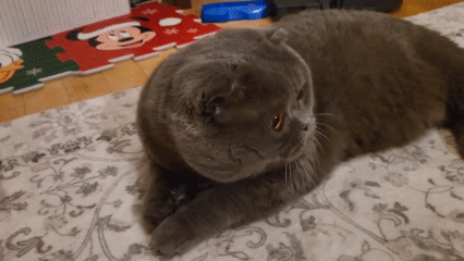 Scottish Fold cat plays and rests indoors for hour