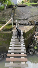 Dogs spotted crossing bridge, exploring garden in Kediri Indonesia