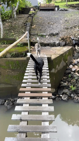 Dogs spotted crossing bridge, exploring garden in Kediri Indonesia