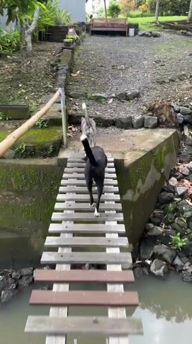 Dogs spotted crossing bridge, exploring garden in Kediri Indonesia
