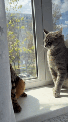 Domestic cats observed sleeping, playing, and lounging indoors