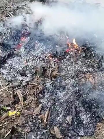A pile of burning leaves and vegetation smolders, producing white smoke. Ashes cover much of the pile, and small flames are still visible.