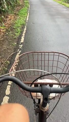The video is filmed from the perspective of someone riding a bicycle on a wet asphalt road. The handlebars and a wire basket on the front of the bicycle are visible in the foreground. The basket contains some white objects and a brown object, possibly food items. The road curves gently to the left and extends into the distance. To the left of the road, there is vegetation, including trees and grass, and a wall or embankment. To the right of the road, there are lush green fields, likely rice paddies, with scattered trees and palm trees in the background. The sky is overcast, contributing to the wet appearance of the road. The rider’s hand is visible on the right handlebar, indicating they are actively steering. The video captures a sense of movement and a journey through a rural landscape.