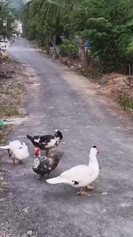 A group of four ducks are on a paved road. The ducks are of various colors, including white, black, and speckled brown and white. Three of the ducks are facing left, while one white duck is facing right. The road is surrounded by vegetation, including trees and palm trees. The sky is overcast.